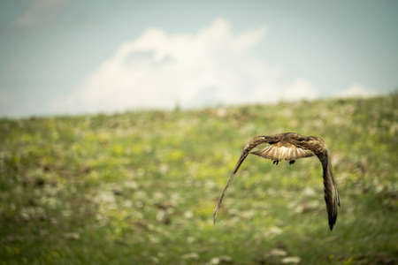 Brown hawk in the natureの写真素材
