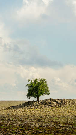 Alone tree on the fieldの写真素材