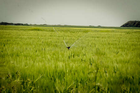Wheat ear irrigation at South East of Turkey