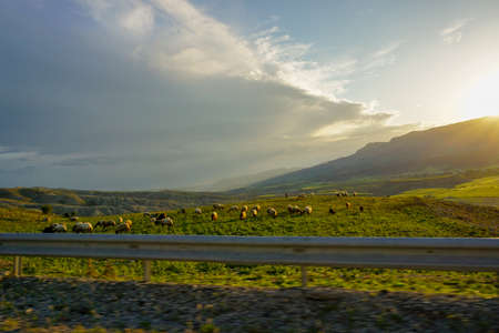 Green fields in Cizre Turkey at Sunsetの写真素材