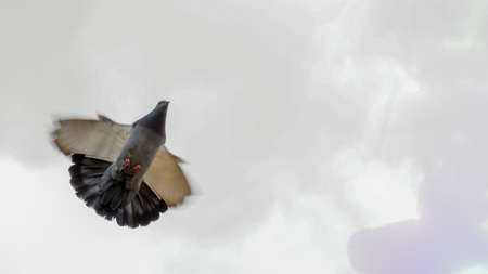 Flying pigeons with movement blurの写真素材