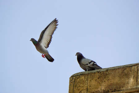 Flying pigeon on a sunny dayの写真素材