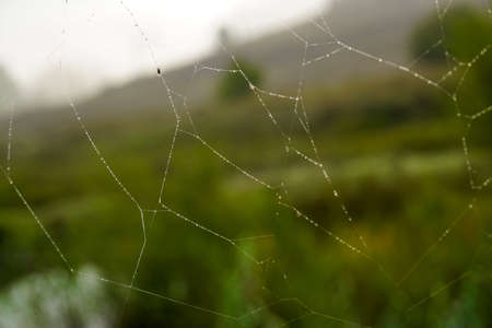 Spider web in the nature with morning fog mist on it close up viewの写真素材