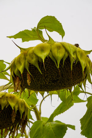 Sun flower field just before the harvest close up viewの写真素材