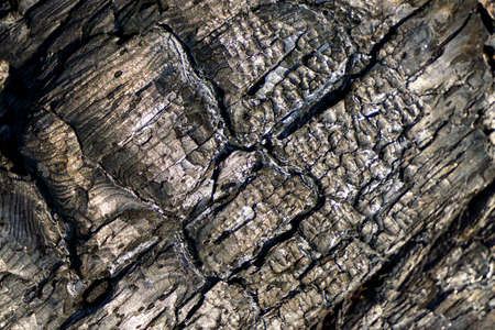 Burnt wood texture template backgroundの写真素材