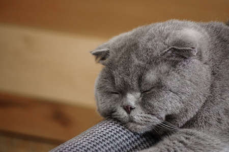 Cute scottish fold cat sleeping on the couch portrait close up viewの写真素材