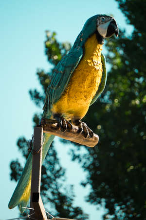 Vibrant colored fiber parrot in the flowers close up viewの写真素材