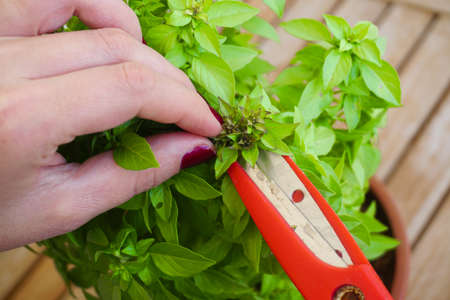 Woman trimming basil seeds at balkony close up viewの写真素材