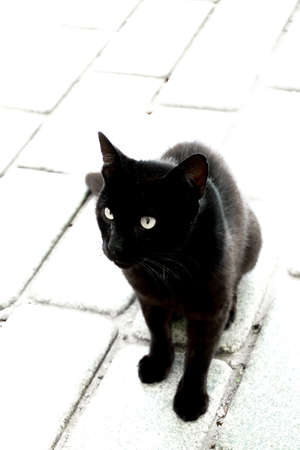 Black cat portrait close up viewの写真素材