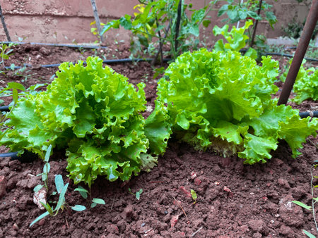 Uncultivated lettuce on soil close up viewの写真素材