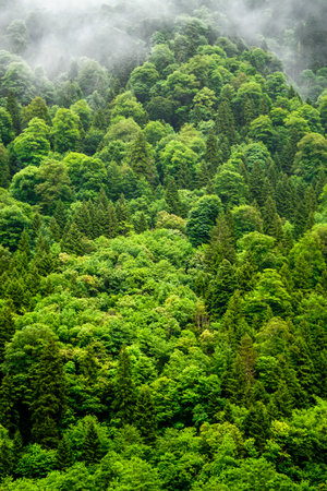 Stuning forest and river views of Karadeniz Black Sea region of Northern Turkey Camlihemsin Cat...
