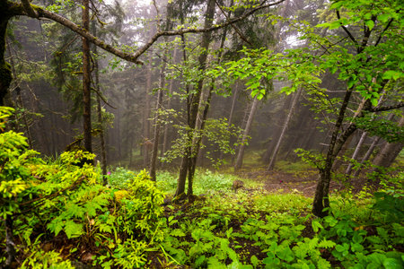 Stuning forest and river views of Karadeniz Black Sea region of Northern Turkey Camlihemsin Cat...