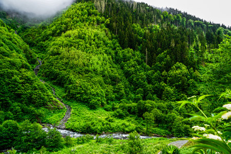 Stuning forest and river views of Karadeniz Black Sea region of Northern Turkey Camlihemsin Cat Village in Rize Turkeyの写真素材