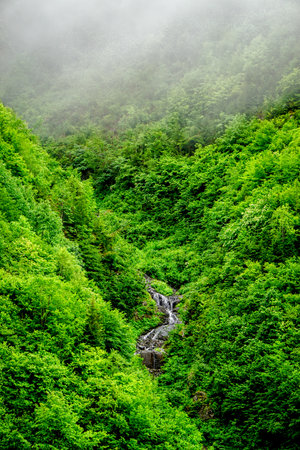 Stuning forest and river views of Karadeniz Black Sea region of Northern Turkey Camlihemsin Cat Village in Rize Turkeyの写真素材