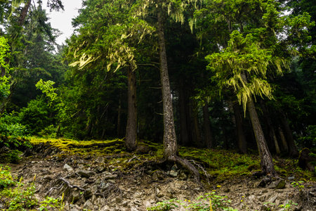 Stuning forest and river views of Karadeniz Black Sea region of Northern Turkey Camlihemsin Cat...