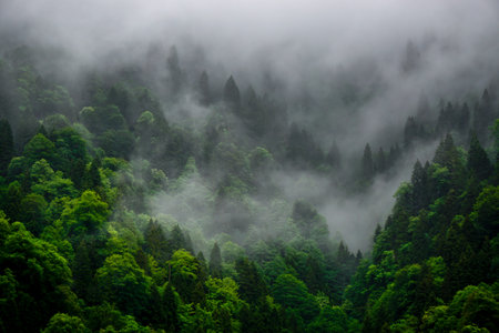 Stuning forest and river views of Karadeniz Black Sea region of Northern Turkey Camlihemsin Cat...
