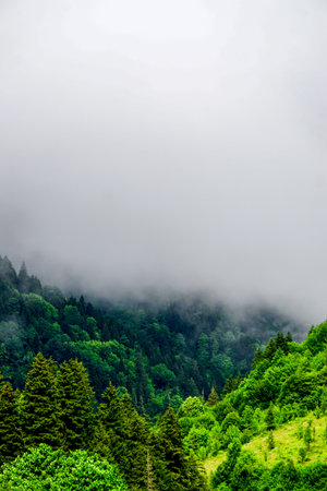 Stuning forest and river views of Karadeniz Black Sea region of Northern Turkey Camlihemsin Cat...