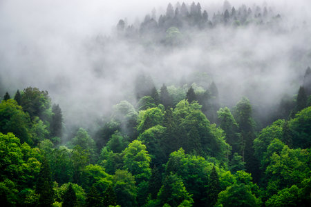 Stuning forest and river views of Karadeniz Black Sea region of Northern Turkey Camlihemsin Cat...