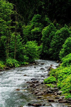 Stuning forest and river views of Karadeniz Black Sea region of Northern Turkey Camlihemsin Cat...