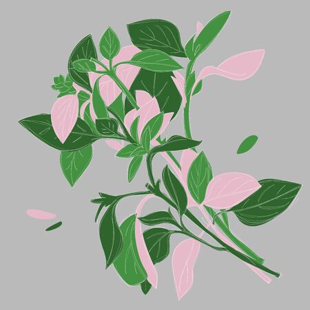 Bunch of basil. Kitchen herb, green cut plant with few pink flowers and leaves. Isolated tuft, cluster.のイラスト素材