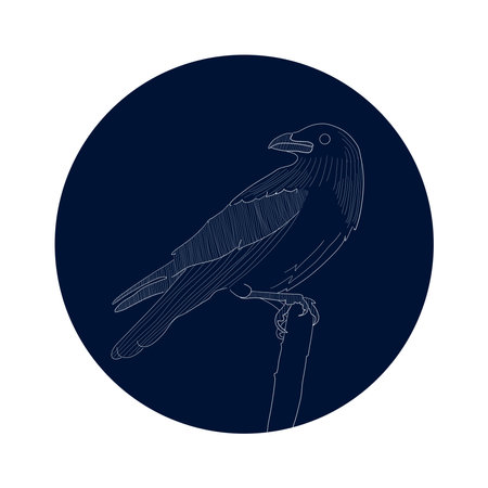 White crow silhouette on a navy blue background. Linear bird, simple illustration.のイラスト素材