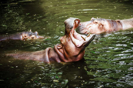 Hippo on background