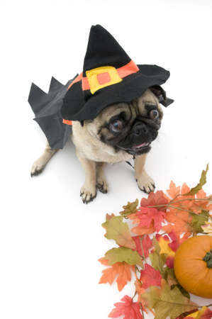 Pug Dressed as Witch for Halloweenの写真素材