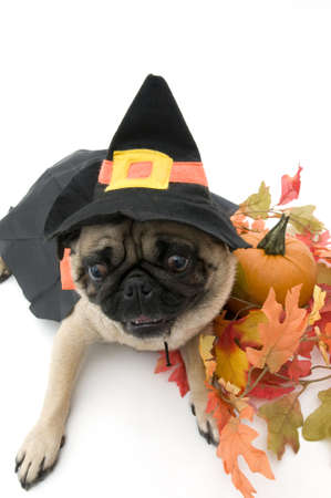 Pug Dressed as Witch for Halloweenの写真素材