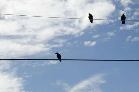 Crows on Power Lineの写真素材