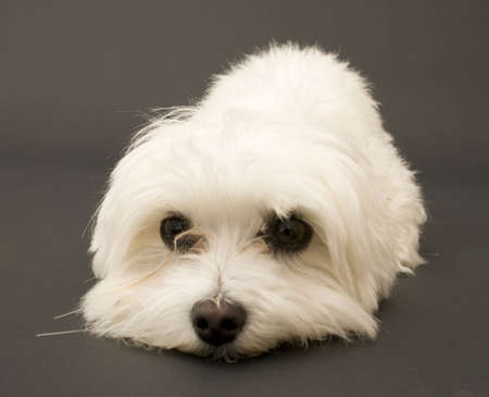 Laying Down Malteseの写真素材