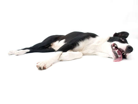 Border Collie Laying Downの写真素材