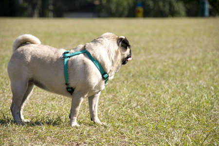 Pug Watchingの写真素材