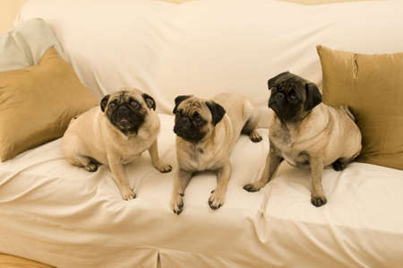 Three Pugs Togetherの写真素材
