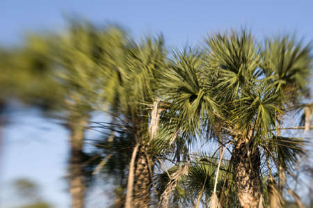 Blur of Palm Treesの写真素材