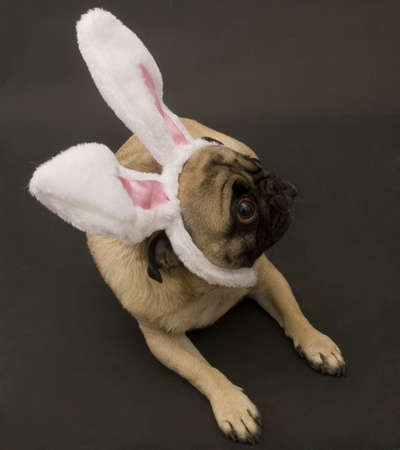 Dog with bunny earsの写真素材