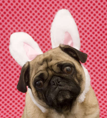 Dog with bunny earsの写真素材