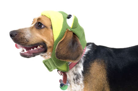 Beagle in a Frog Hat.の写真素材