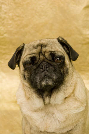 Cute Pugの写真素材