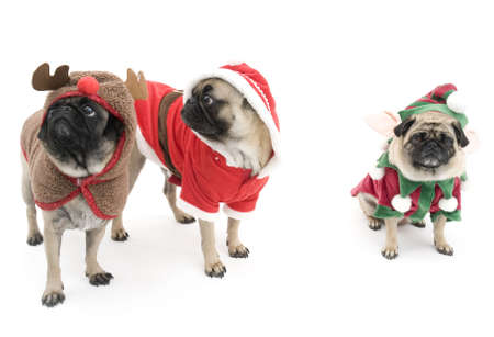 Three Holiday Pugsの写真素材