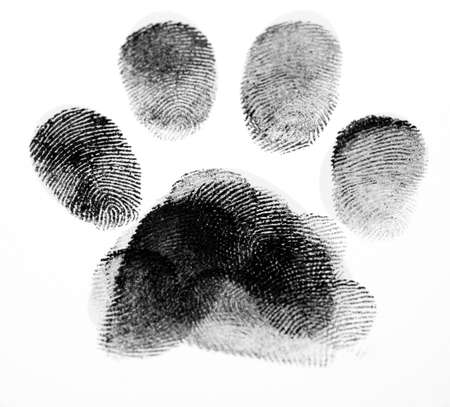 Paw Print Made up of Fingerprintsの写真素材