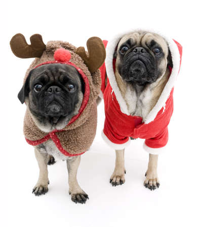 Cute Christmas Pugsの写真素材