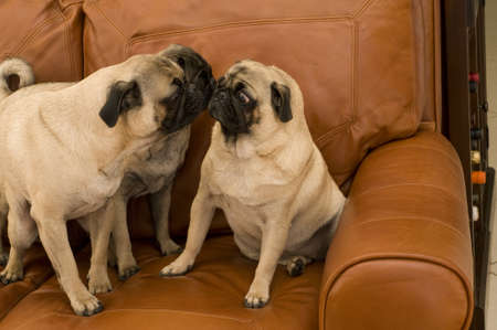 Pugs with Expressive Facesの写真素材