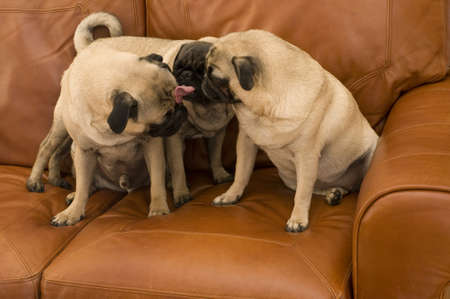 Cute Pugs on Couchの写真素材