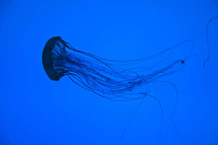 Backlit Jellyfish