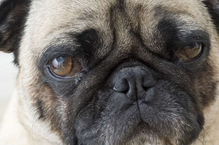 Close up of Pugの写真素材