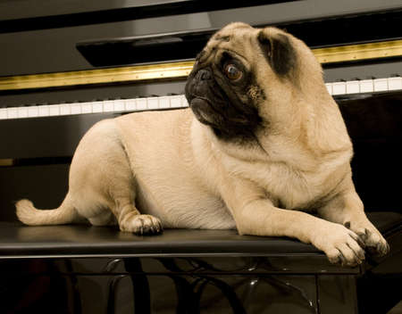 Cute Pug on Piano Benchの写真素材
