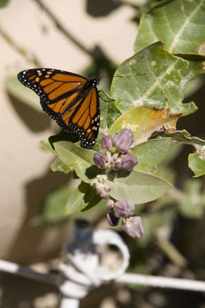 Monarch Butterfly