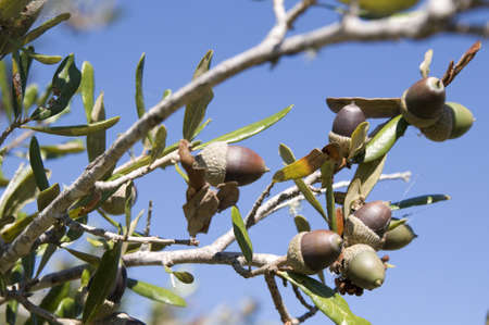 Acorns on Treeの写真素材