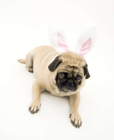 Bunny Pugの写真素材