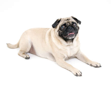 Pug Laying Down, Isolated.の写真素材